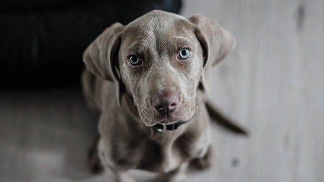 Best Dog Apps for Dog Lovers